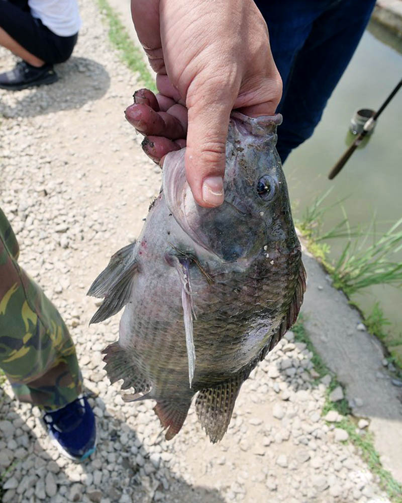 釣魚體驗區