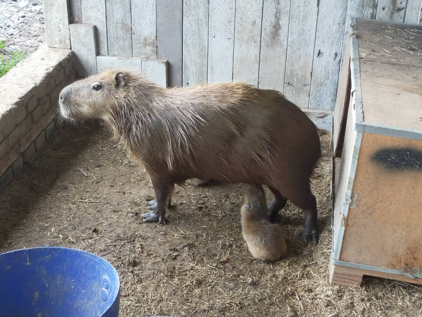 可愛的水豚寶寶出生了！