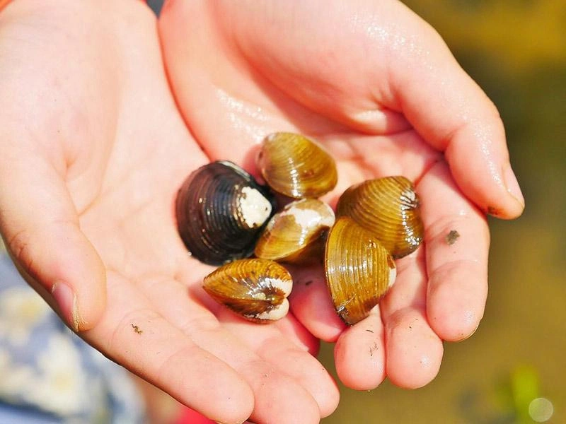 釣蝦與摸蜆體驗：玩樂中學習觀察與耐心