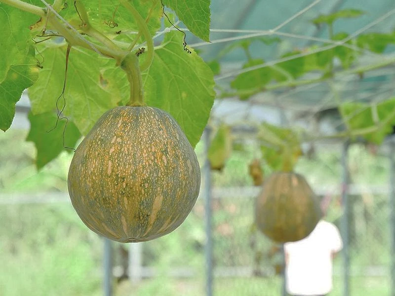 有機蔬果園：體驗從種子到收穫的感動