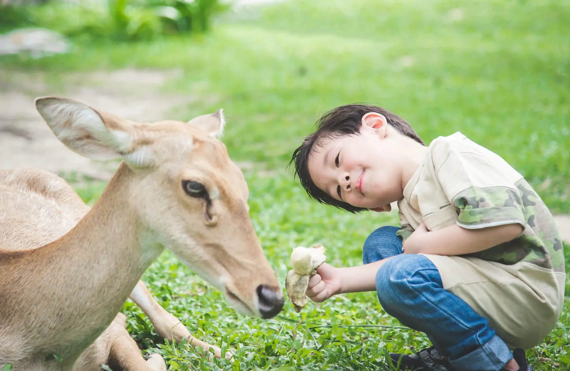梅花鹿餵食區：最受歡迎的療癒互動